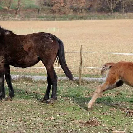 팜스테이 Ferme Equestre Les Coccinelles
