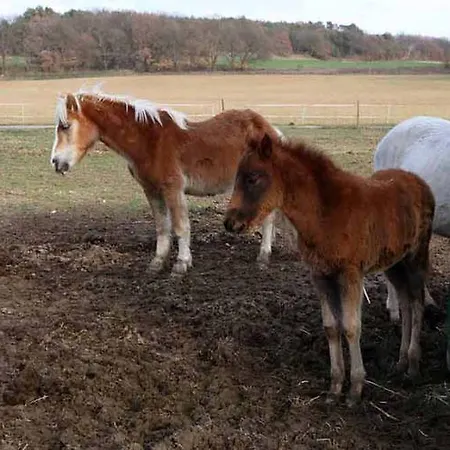 Alloggio per agriturismo Ferme Equestre Les Coccinelles *