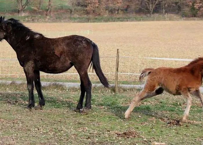 Séjour à la ferme Ferme Equestre Les Coccinelles