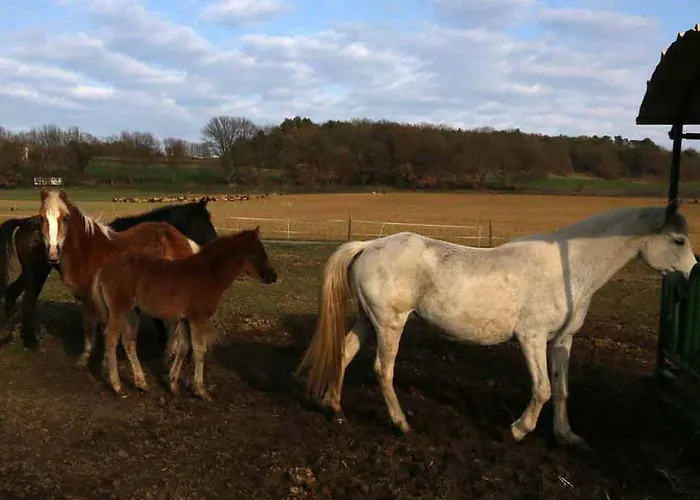Séjour à la ferme Ferme Equestre Les Coccinelles Lurs
