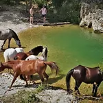 Ferme Equestre Les Coccinelles Farma Lurs