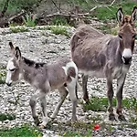 Ferme Equestre Les Coccinelles * Lurs