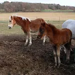 Farma Ferme Equestre Les Coccinelles *