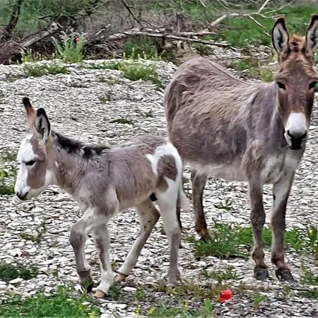 Ferme Equestre Les Coccinelles * Lurs