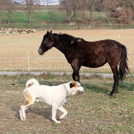 Ferme Equestre Les Coccinelles Gospodarstwo agroturystyczne Lurs