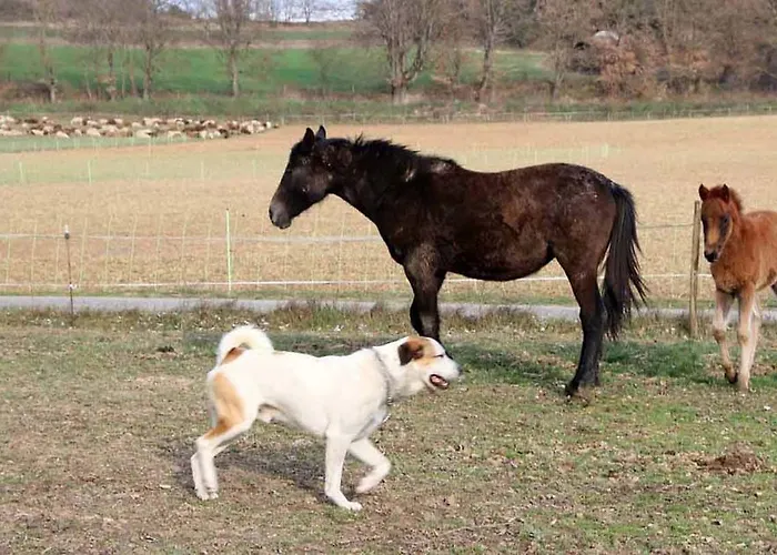 Ferme Equestre Les Coccinelles Farm stay Lurs