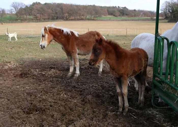 Farm stay Ferme Equestre Les Coccinelles *